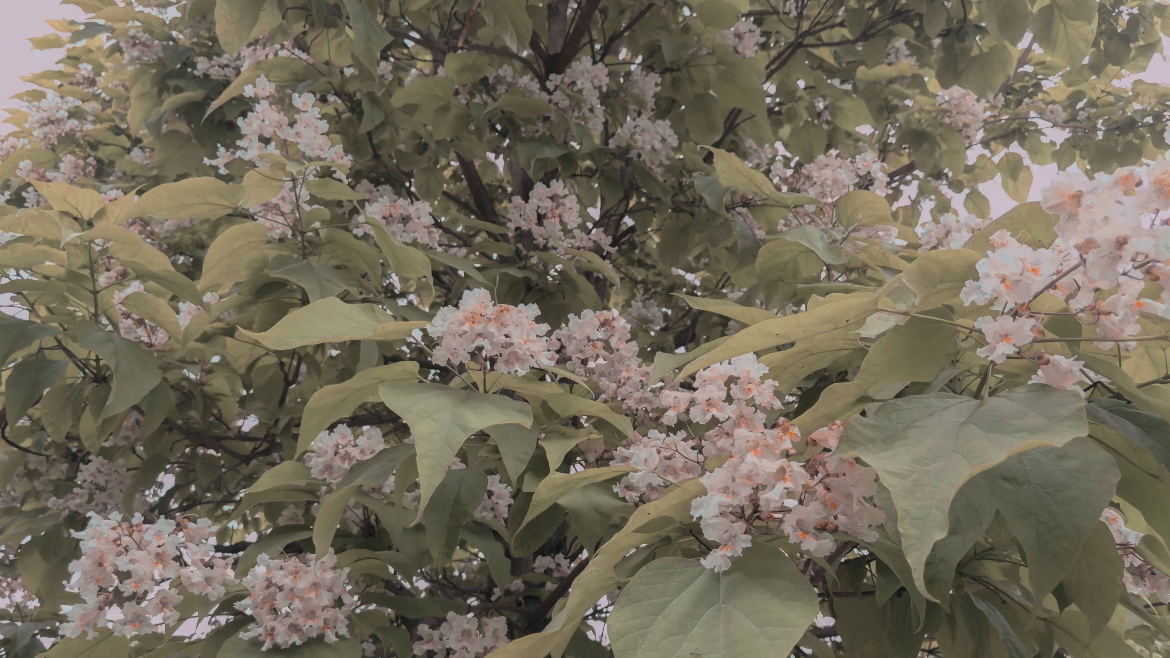 Soft pink and green leaves on a tree creating a calm natural background